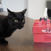 Cat Presence Detector