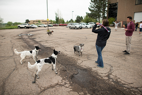 Several dogs and owners play out back at a SparkFun BBQ. The two white dogs, Sophie and Freckle, are sisters.