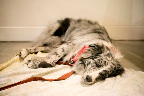 Rosie, who comes to work with Matt in Production, was the only dog to ride along on a leg of the National Tour