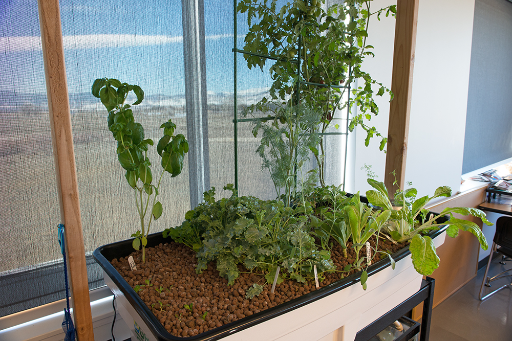 Some of the plants currently growing include: basil, dill, parsley 