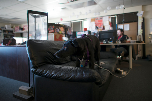 Tesla, who accompanies Evan in Tech Support, tries to relax on the Tech Support couch