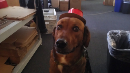 Dog in a Silly Hat