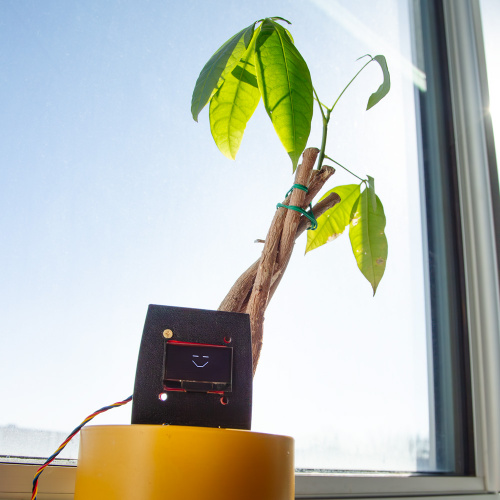 A plant in a window with a soil moisture sensor and OLED Hooked up to it.