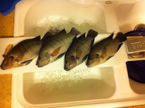 Tilapia Harvest