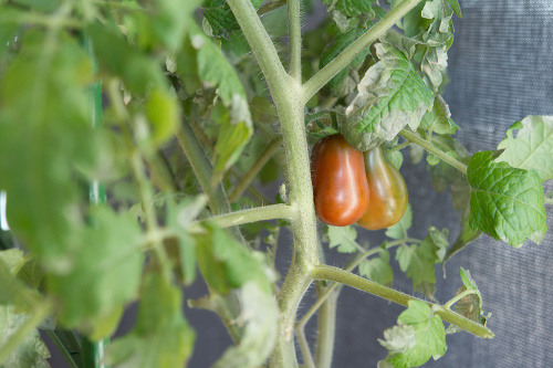 cherry tomatoes ripening