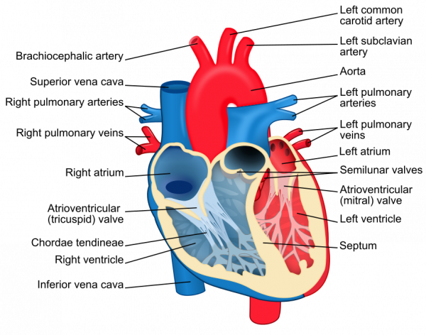 Heart rate monitor - Wikipedia